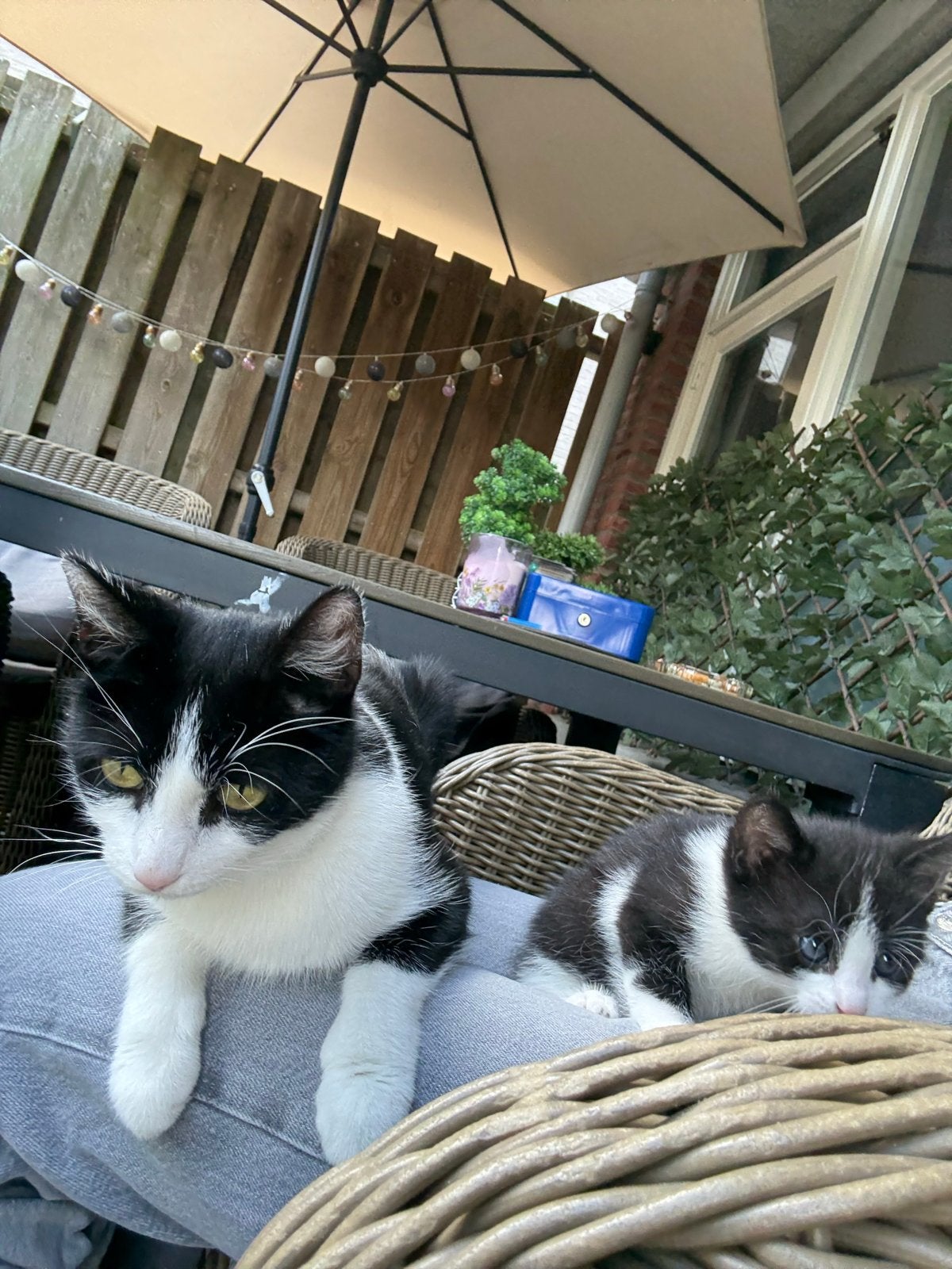 Kittens te koop, Dieren en Toebehoren