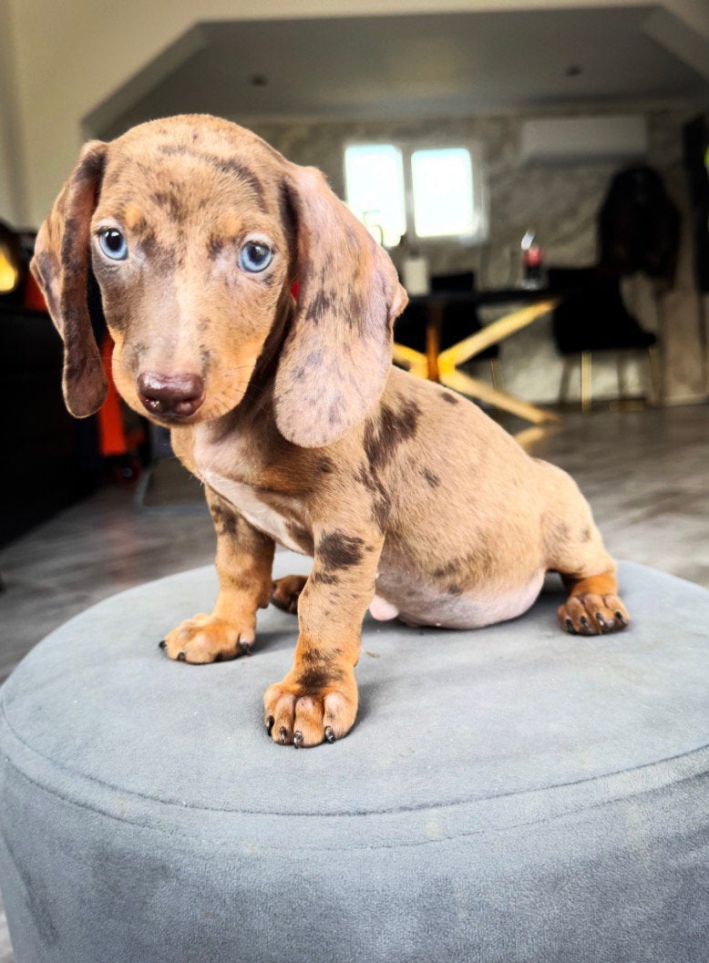 3 prachtige choco merle mini teckels, Kaninchen, Particulier, 8 tot 15 weken, Parvo