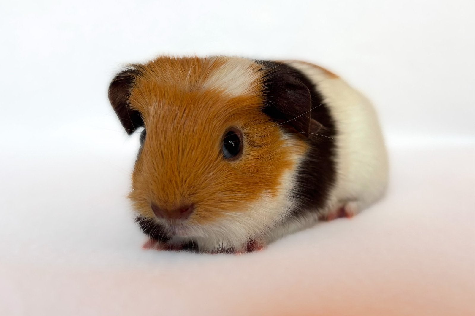 Lief choco-buff-wit engelsgekruind beertje, Cavia, Augustus, Mannelijk, Tam