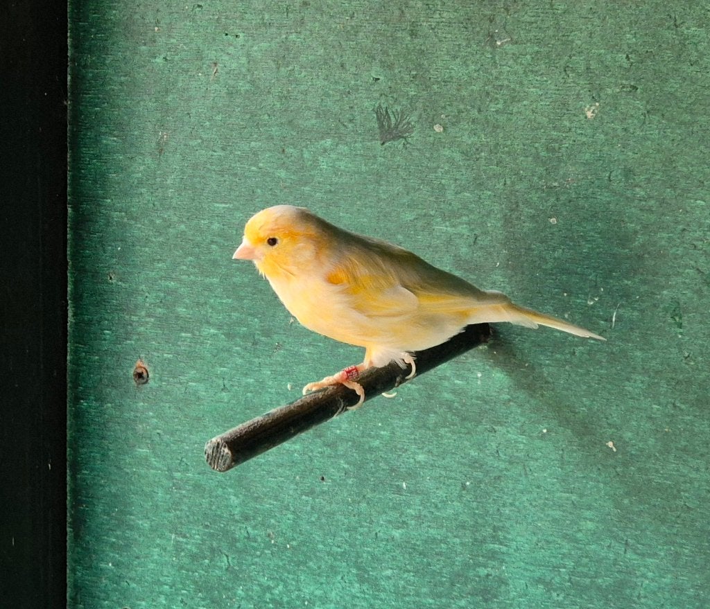 Twee Kanaries, Dieren en Toebehoren, Geslacht onbekend, Kleurkanarie