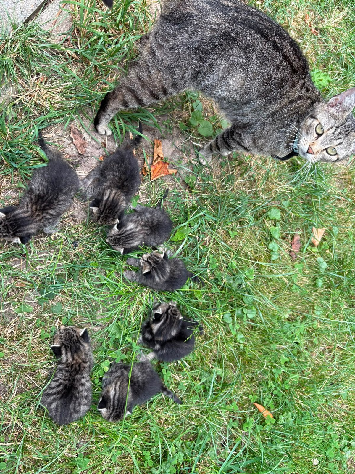Nestje kittens, Meerdere dieren