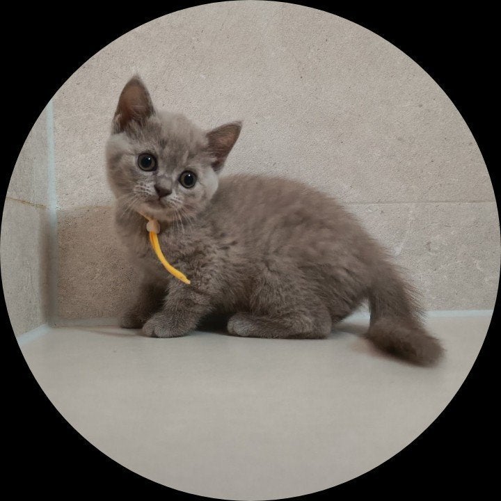Lieve lilac Britse korthaar kittens, 1 poesje, 2 katers, Meerdere dieren, Ontwormd, 0 tot 2 jaar