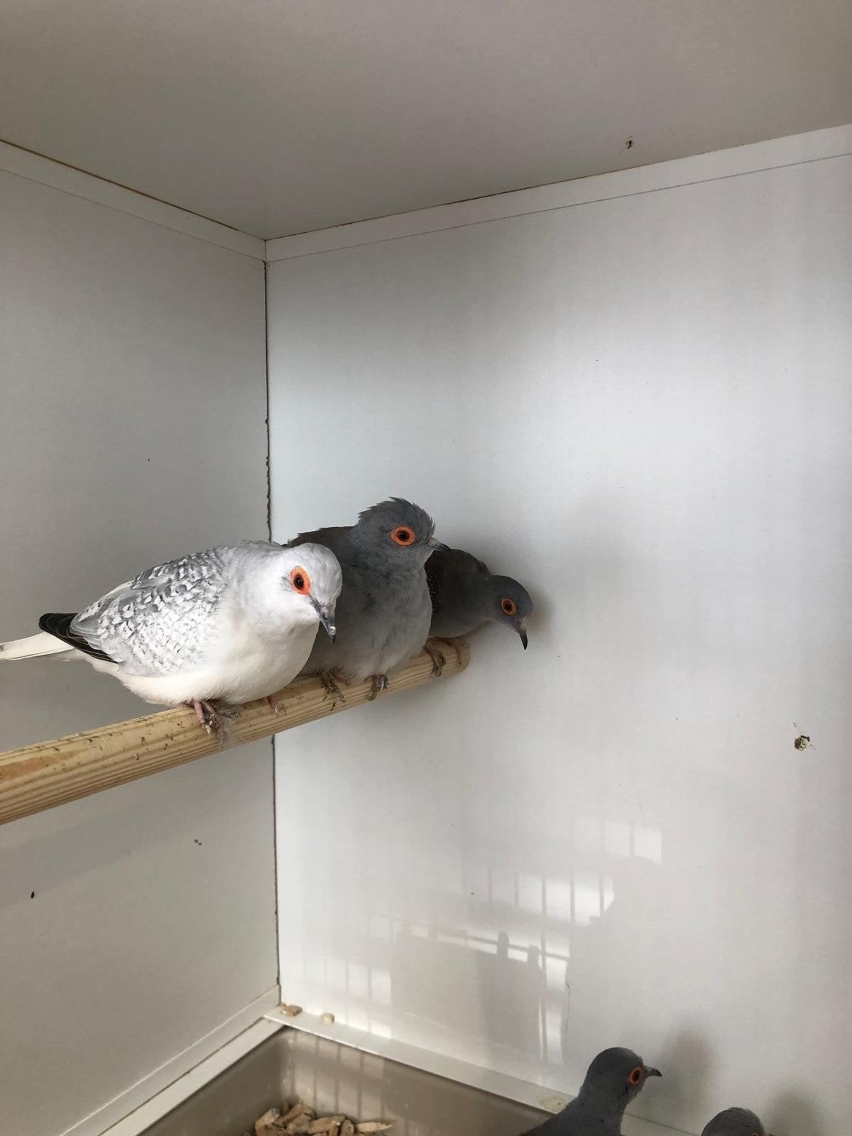 div kleuren diamantduifjes, Dieren en Toebehoren, Vogels | Overige Vogels, Meerdere dieren
