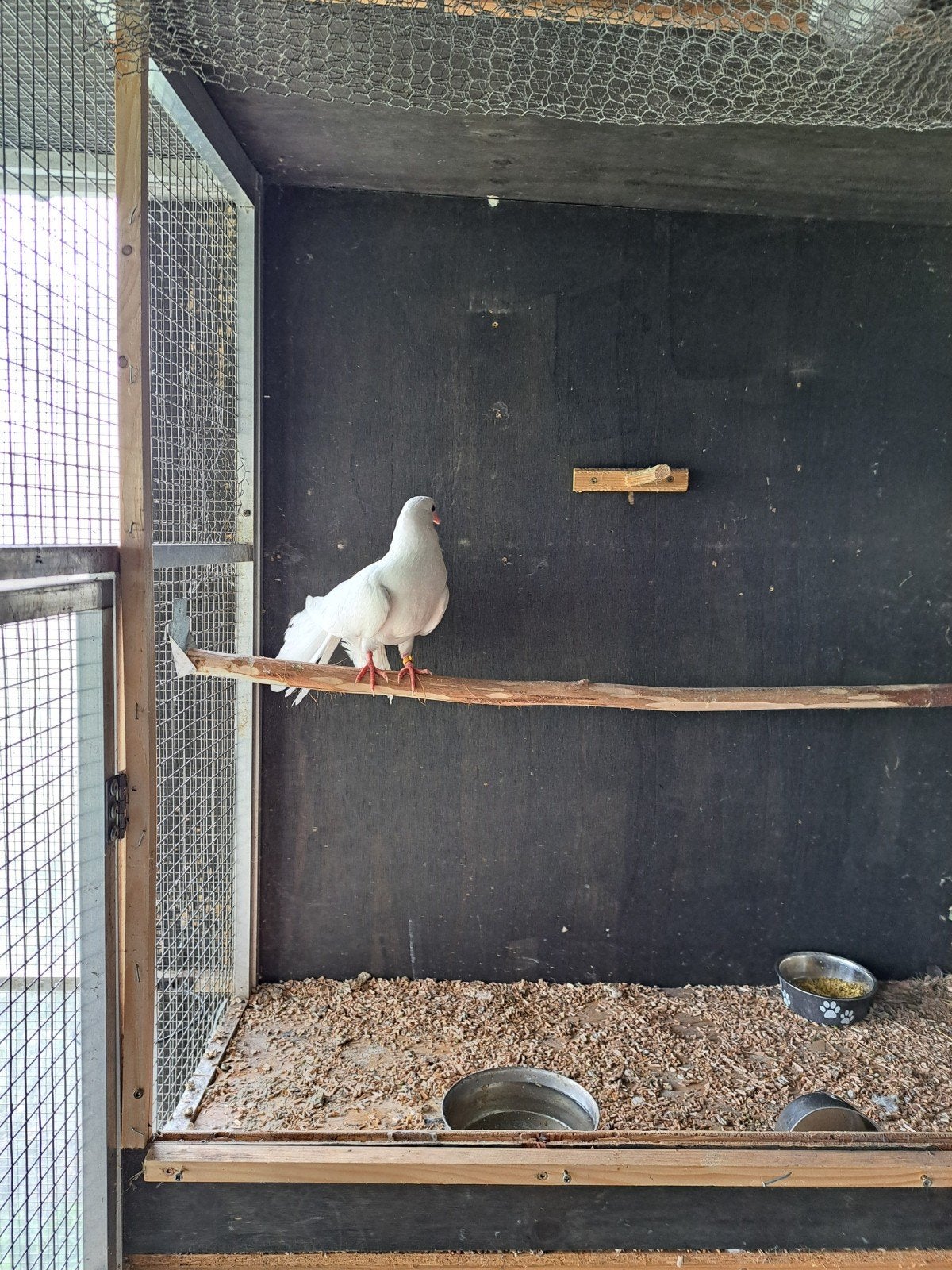 Witte jonge pauwstaart mag weg, Meerdere dieren, Overige soorten