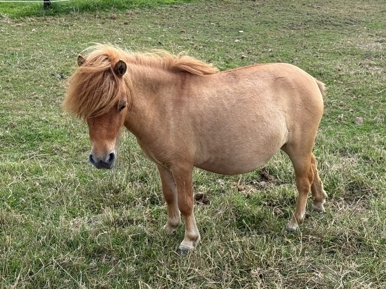 Mini shetlander merrie, Dieren en Toebehoren, Merrie