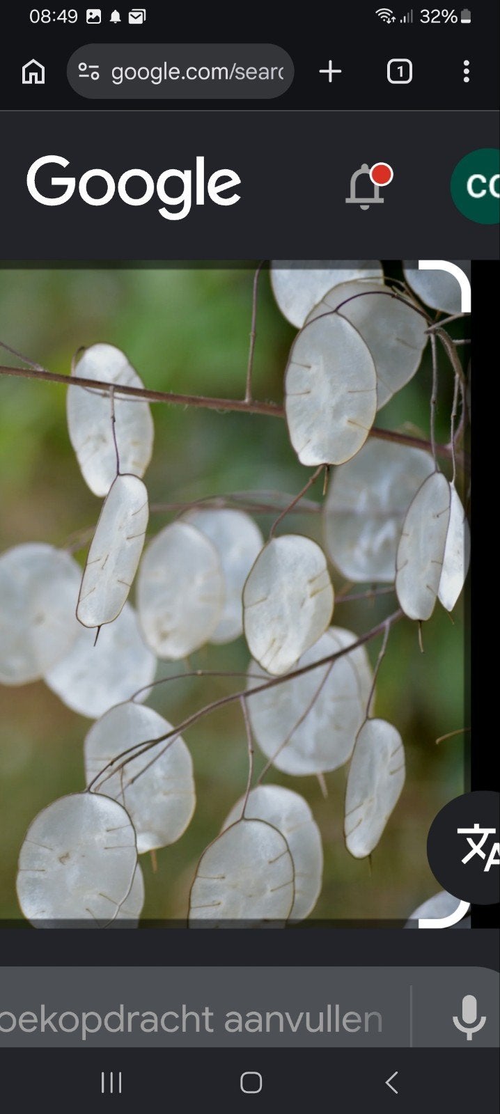 Judaspenning (Lunaria annua) - Zaden, Overige soorten, Ophalen of Verzenden, Tweejarig, Halfschaduw