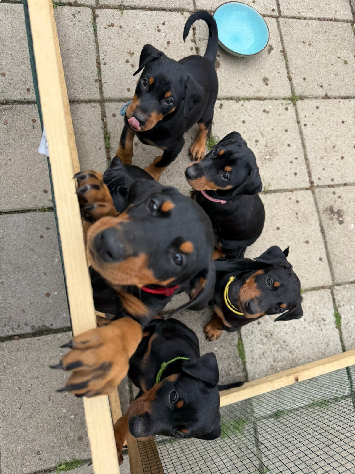 Dobermann pups, Parvo, Overige rassen, 8 tot 15 weken, Meerdere