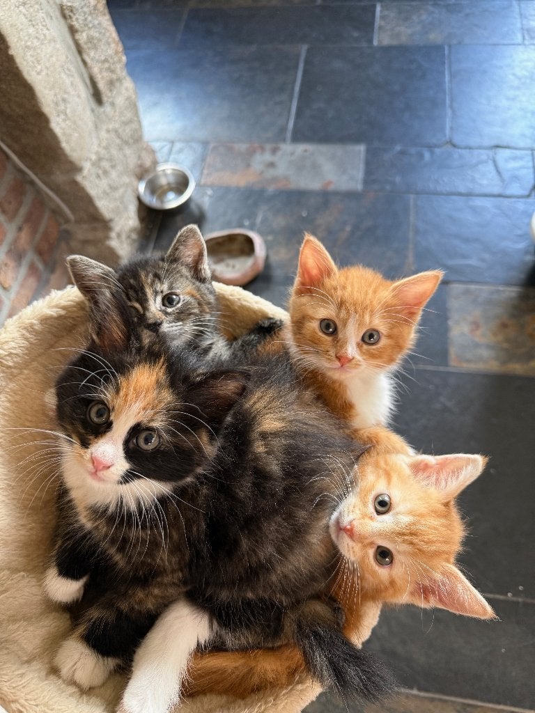 3 langharige kittens, Dieren en Toebehoren, Katten en Kittens | Raskatten | Langhaar, Meerdere dieren, Ontwormd, 0 tot 2 jaar