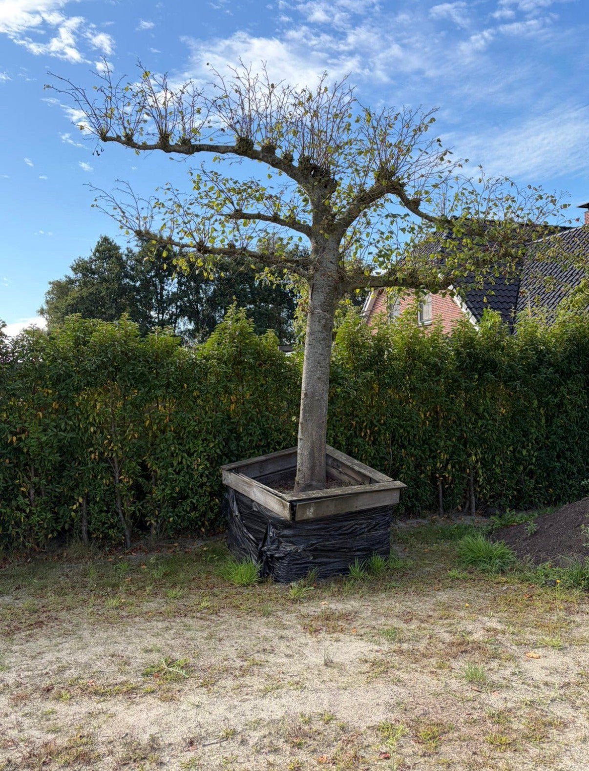 leilinde, Ophalen, Volle zon, Overige soorten