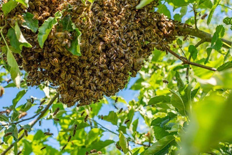 Bijenzwerm gezien? Bel mij, Dieren en Toebehoren, Bijen