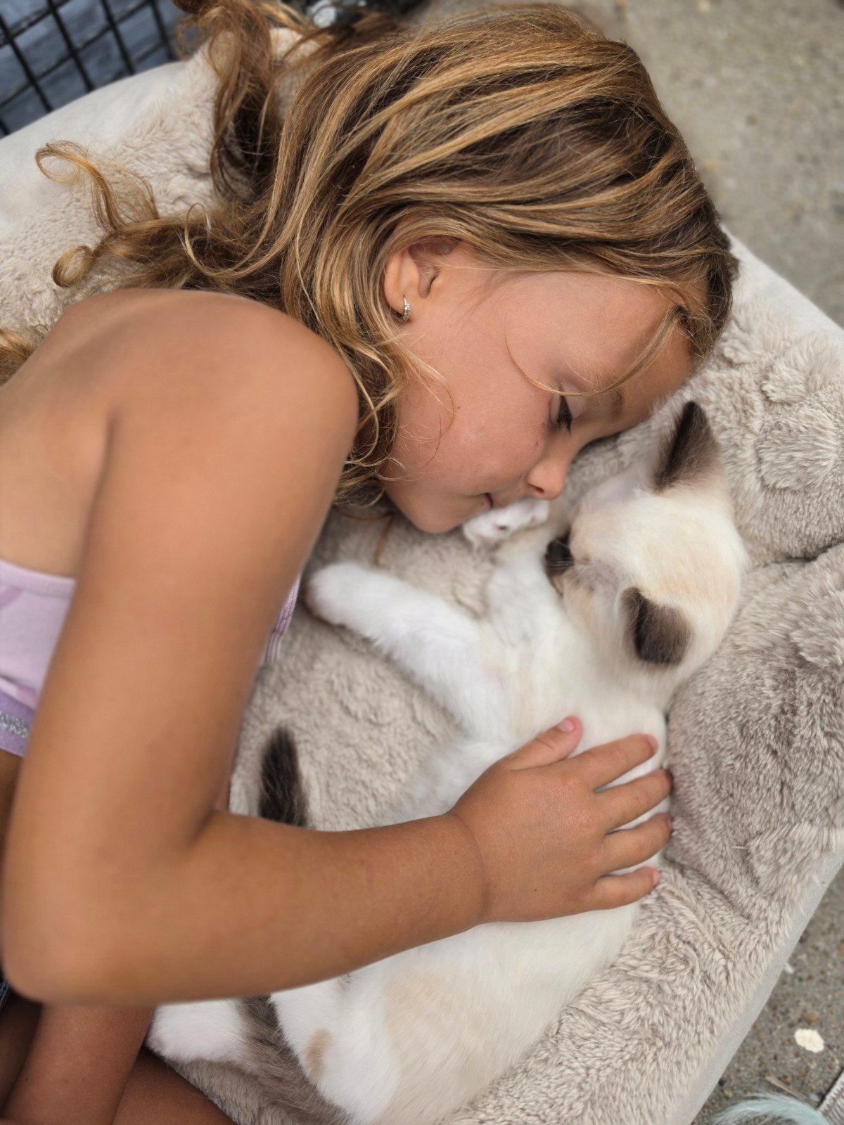 laatste ragdoll kater seal point mitted 9 weken, Dieren en Toebehoren, Meerdere dieren, Ontwormd, 0 tot 2 jaar