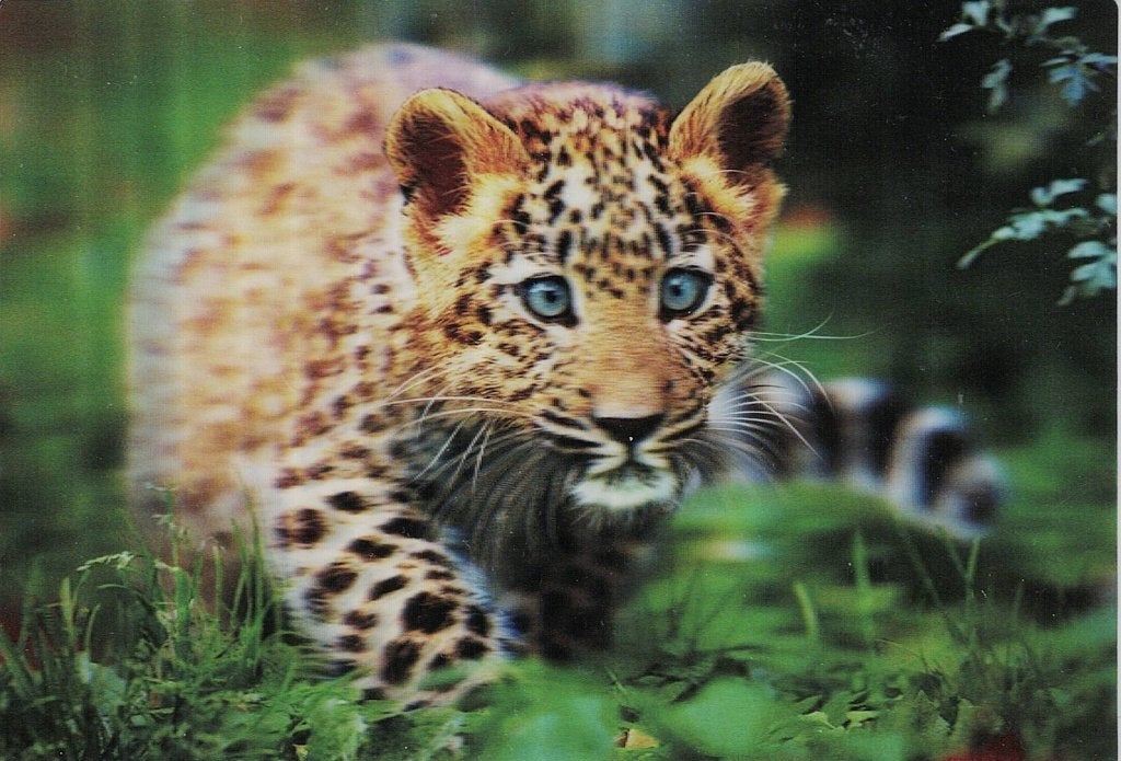 Tijger 3D 212, Verzamelen, Ansichtkaarten | Dieren, Verzenden, 1980 tot heden, Ongelopen, Wild dier