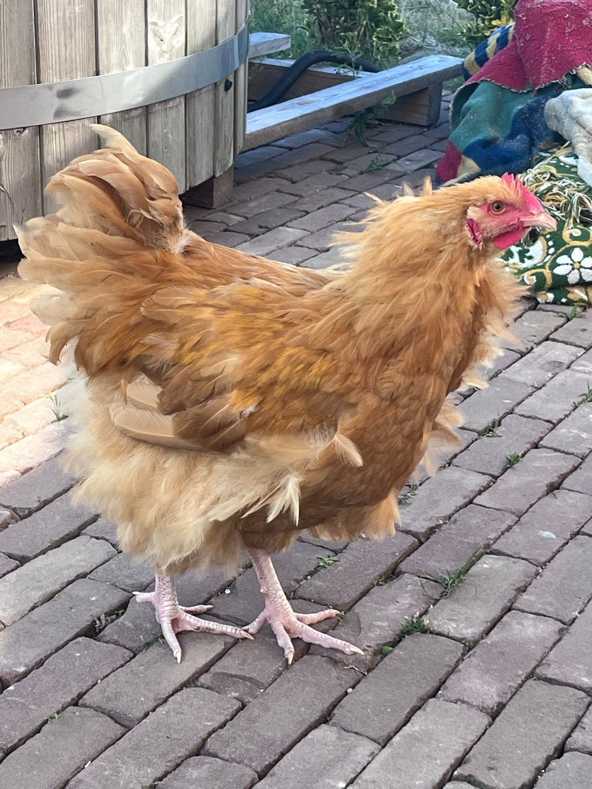 Orpington Haan, Mannelijk, Kip