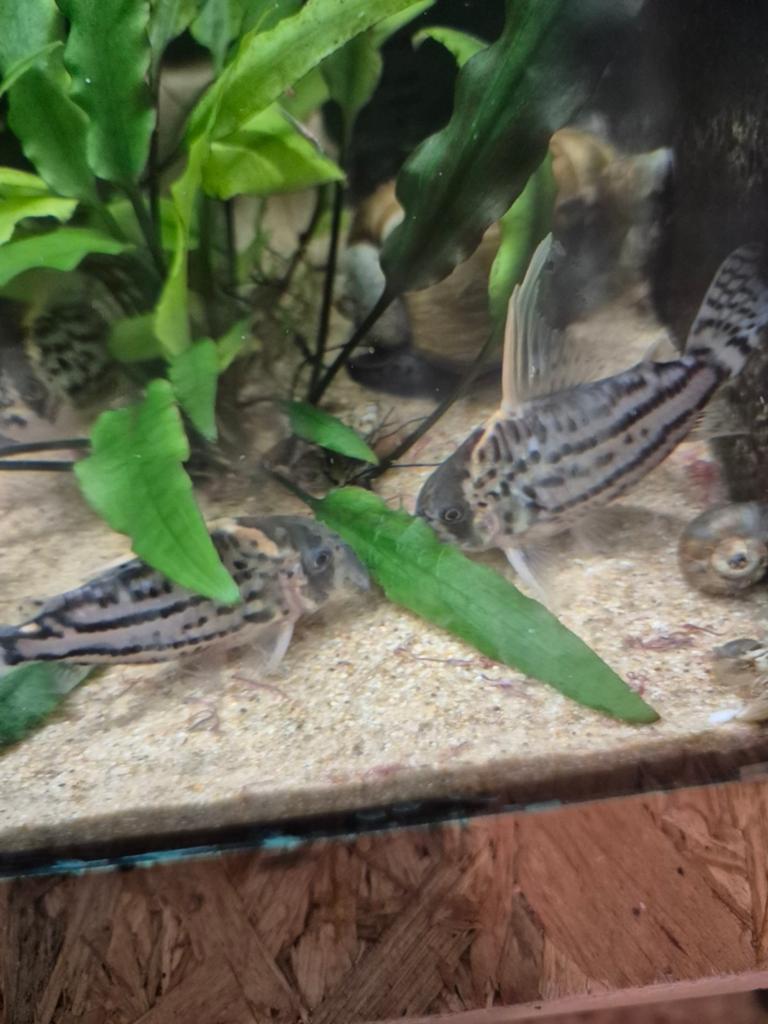 Kweek bakken met lnummers, Ophalen, Leeg aquarium