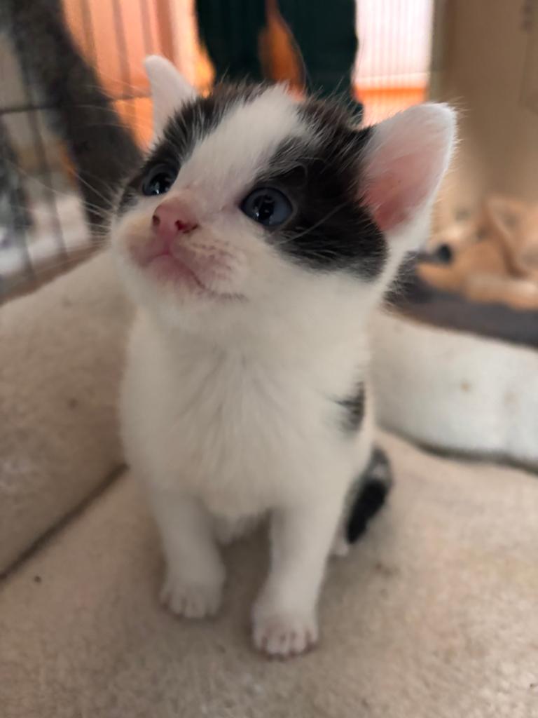 4 mooie kittens, Dieren en Toebehoren, Katten en Kittens | Overige Katten, Meerdere dieren
