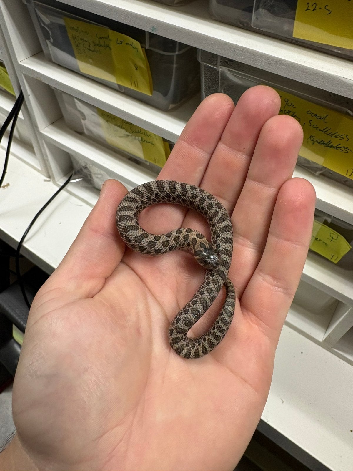Haakneus slangen- heterodon nasicus, Dieren en Toebehoren, Reptielen en Amfibieën, Slang, 0 tot 2 jaar