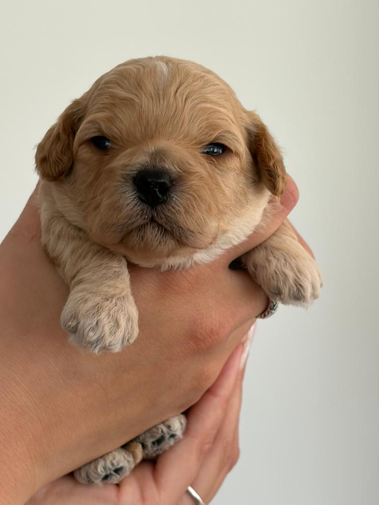Maltipoo pups, Parvo, Overige rassen, 8 tot 15 weken, Meerdere dieren