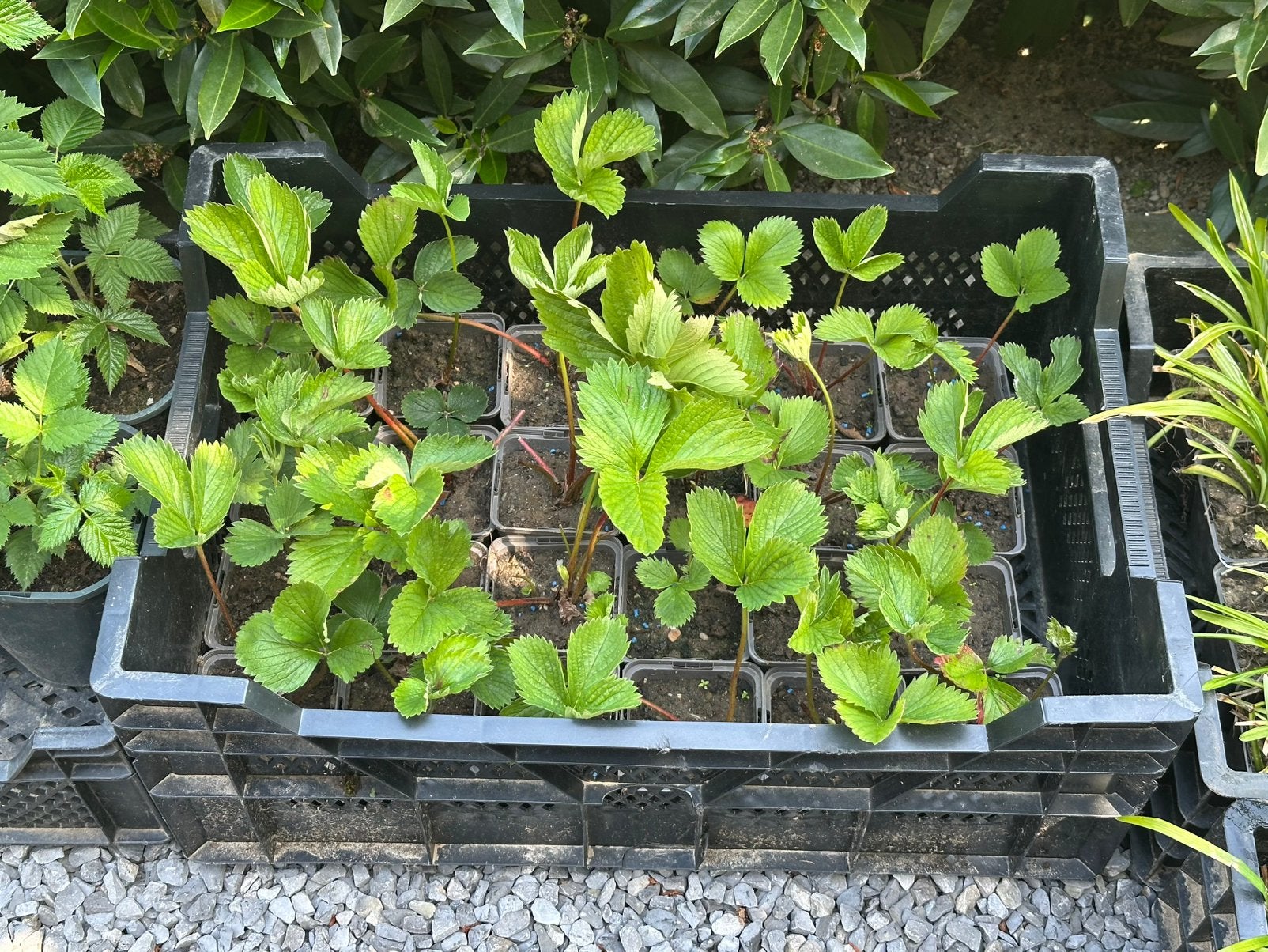 Aardbeienplanten, Tuin en Terras, Planten | Tuinplanten, Ophalen, Overige soorten, Volle zon