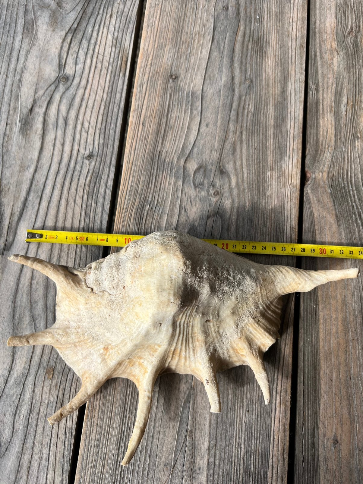 Zeer grote mooie LAMBIS Schelp Zeeschelp Spinnenconch 33 cm, Ophalen of Verzenden, Schelp(en)