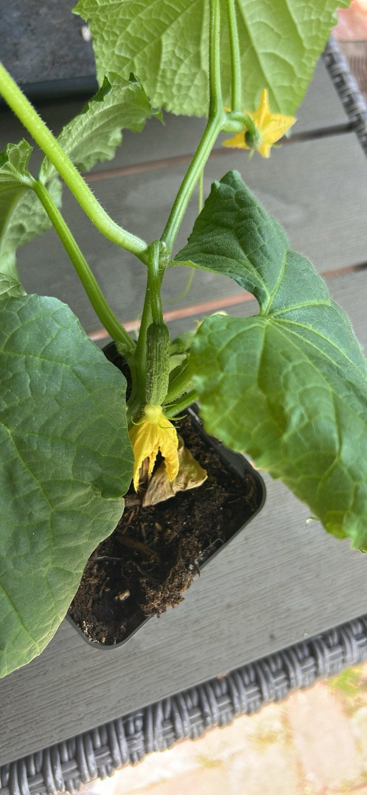 Nog een aantal snack komkommer plantjes, Ophalen, Eenjarig, Groenteplanten, Volle zon