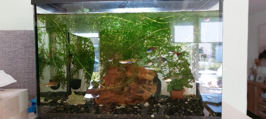 Mooie Baby guppies ( 18 stuks ), Dieren en Toebehoren, Vis, Zoetwatervis