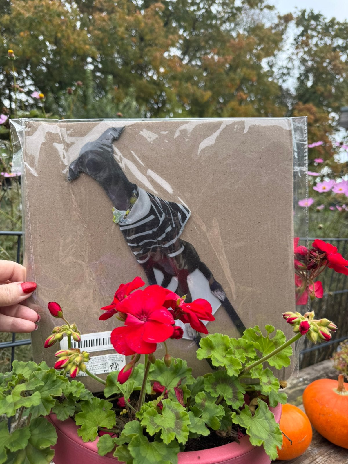 Tuinsteker windhond voor in de tuin greyhound, Verzamelen, Ophalen, Nieuw