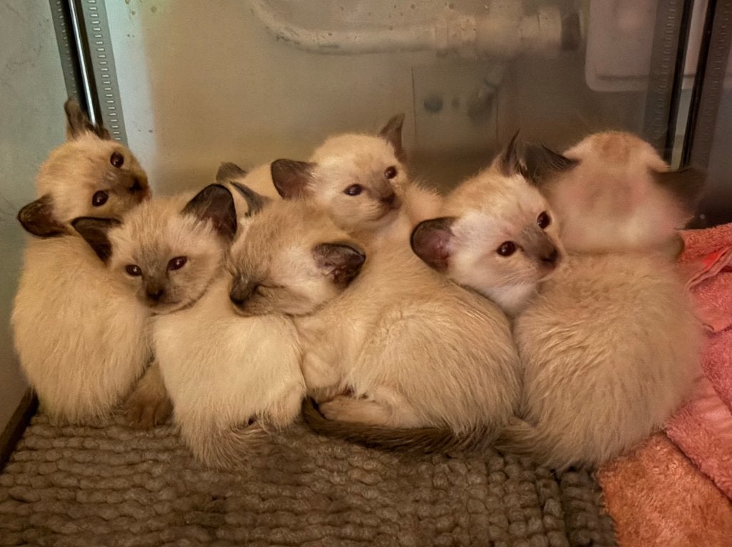 Lieve Siamese kittens zoeken een liefdevol thuis!, Dieren en Toebehoren, Meerdere dieren