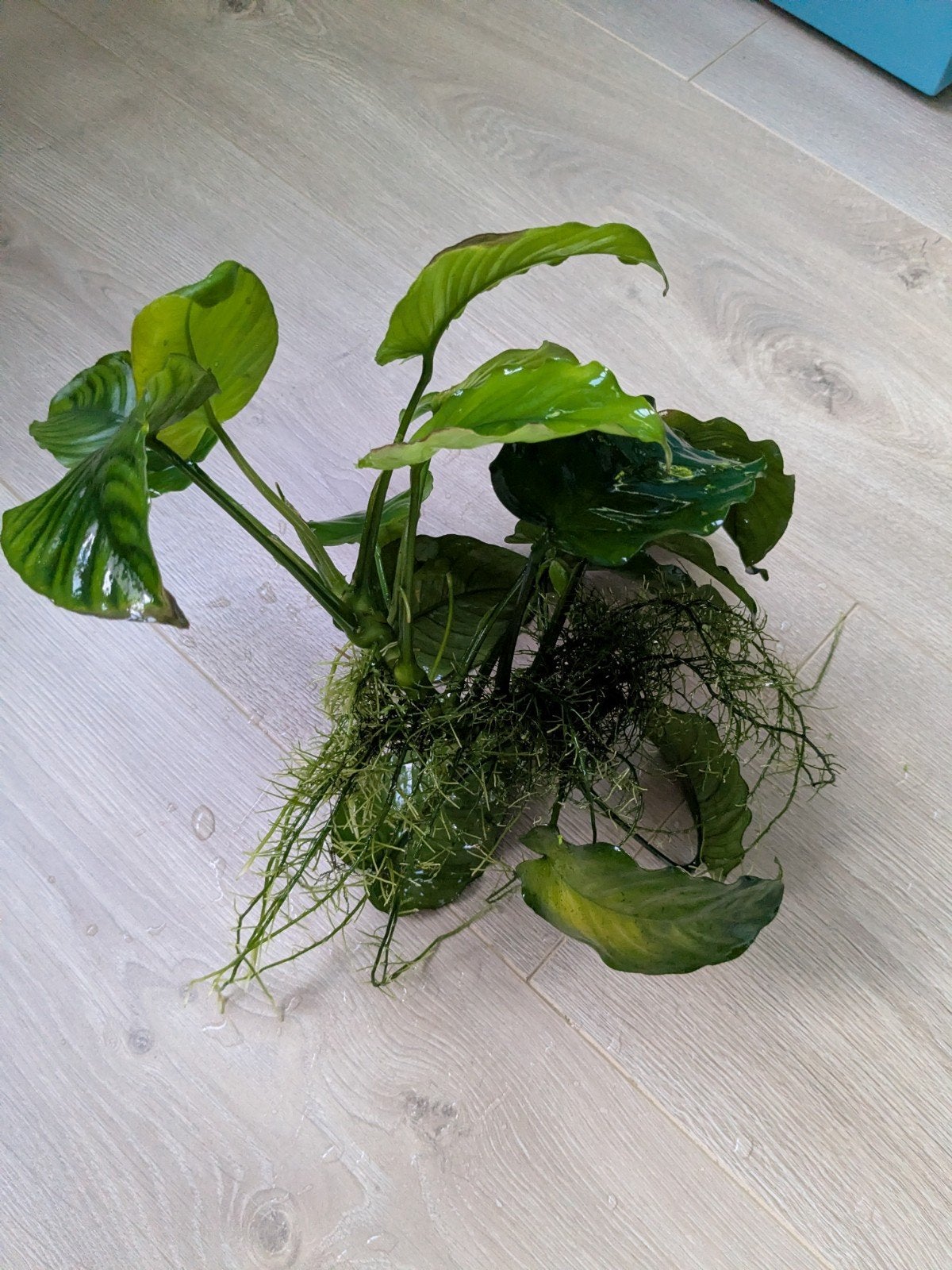 Aquariumplant Anubias barteri (speerblad), Ophalen, Nieuw, Plant(en), Steen of Hout