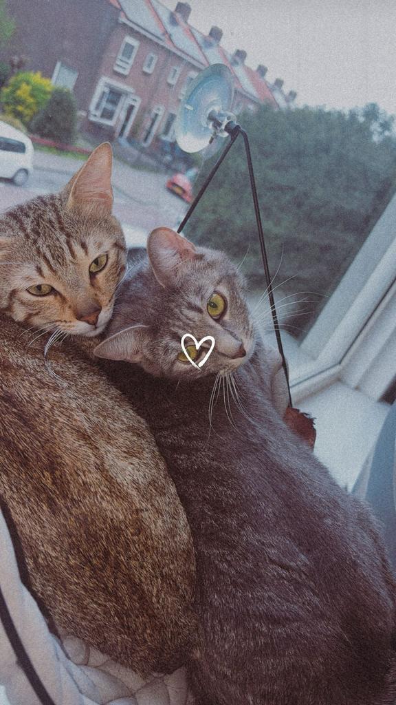 Lieve, knuffelige katten zoeken samen een nieuw thuis, Meerdere dieren