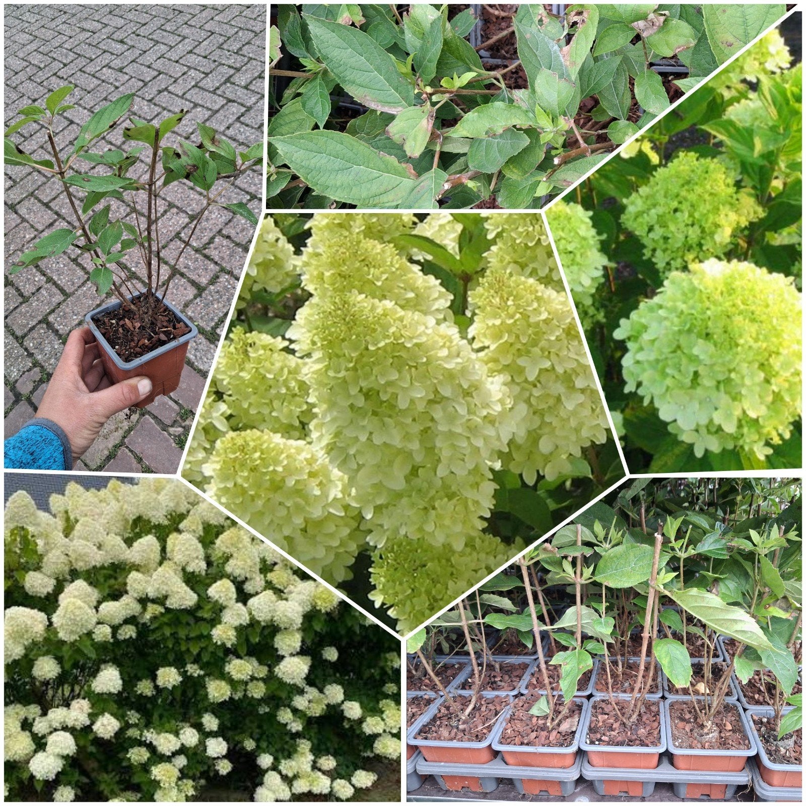 Hortensia Paniculata 'Limelight' pluim hortensia schapenkop, Ophalen of Verzenden, Hortensia, Struik, Minder dan 100 cm