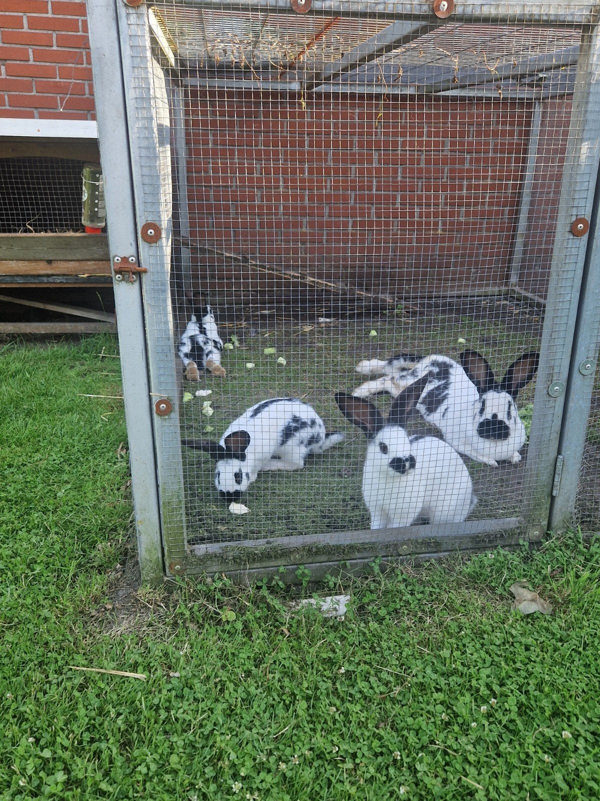 Jonge Lotharinger konijnen, Dieren en Toebehoren, Konijnen, Meerdere dieren, Groot