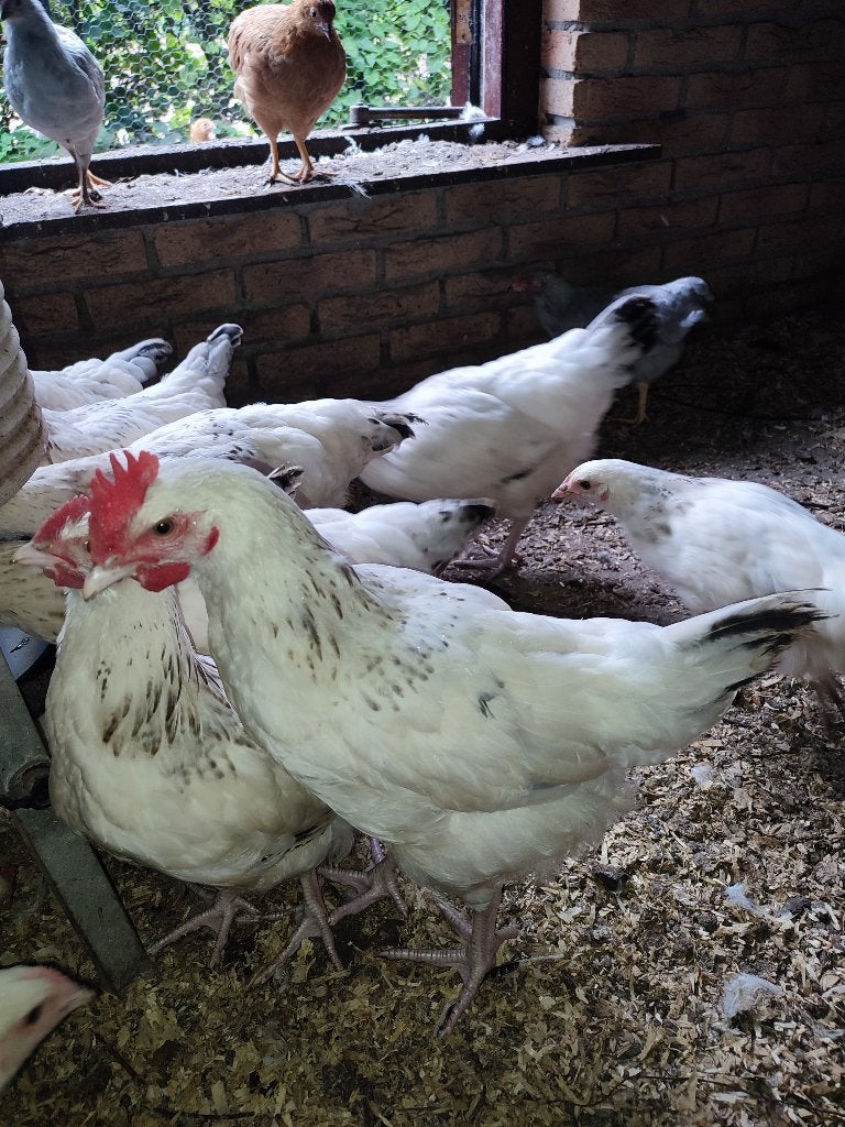 Jonge hanen: Sussex - Rhode Island Red - Amrock - Wyandotte, Mannelijk, Kip
