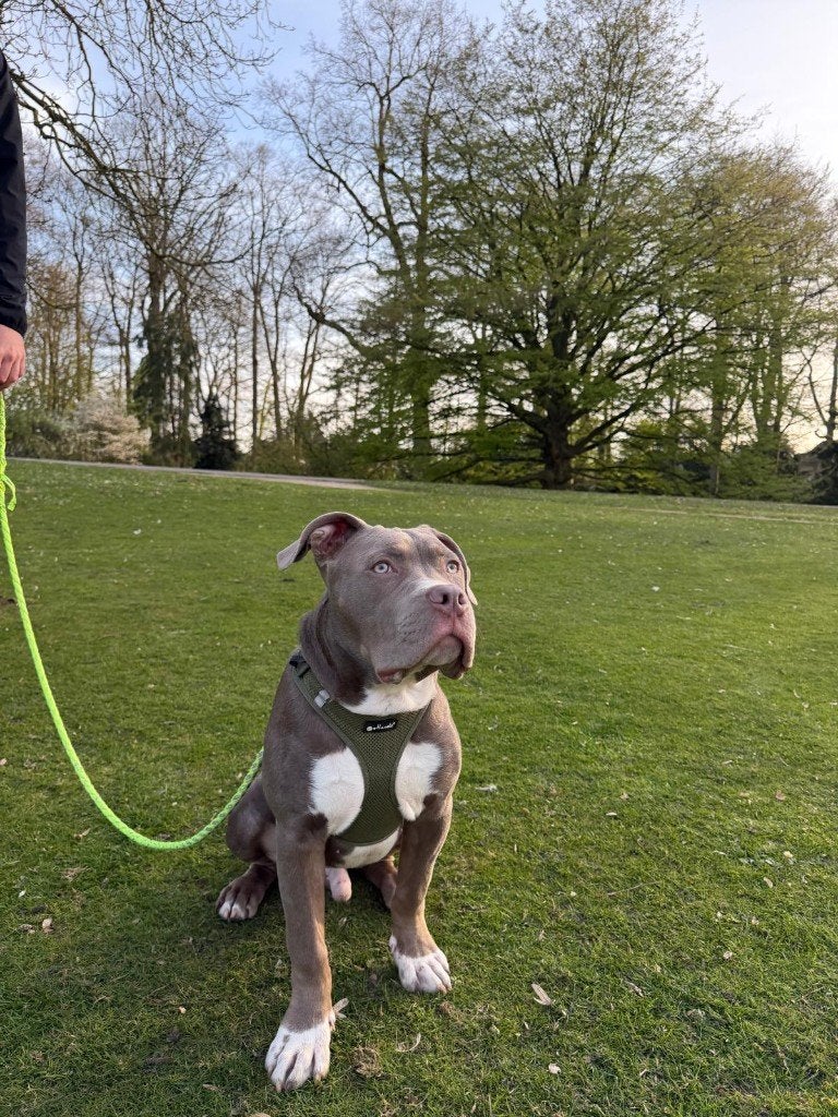 American Bully Xl, 15 weken tot 1 jaar, Parvo, Eén hond, Nederland
