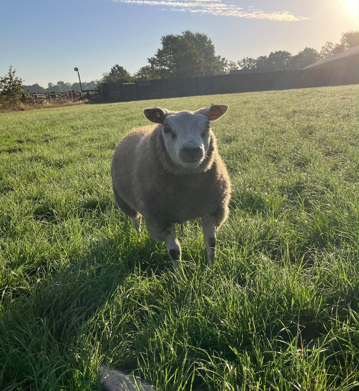 Te koop stamboek texelaar dekbokken jaarling, Dieren en Toebehoren, Schapen, Geiten en Varkens, Mannelijk, Schaap