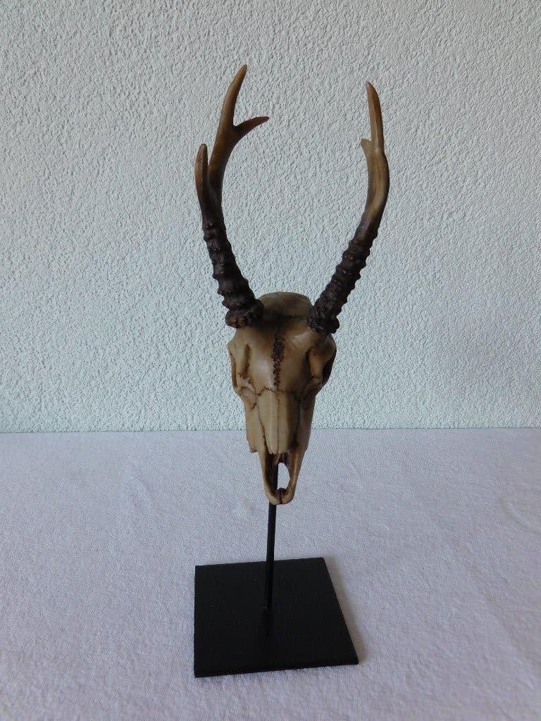 Kunststof schedel van ree met horens op standaard, hg 27,5 c, Gebruikt, 28 cm, Meerkleurig, Decoratieobject