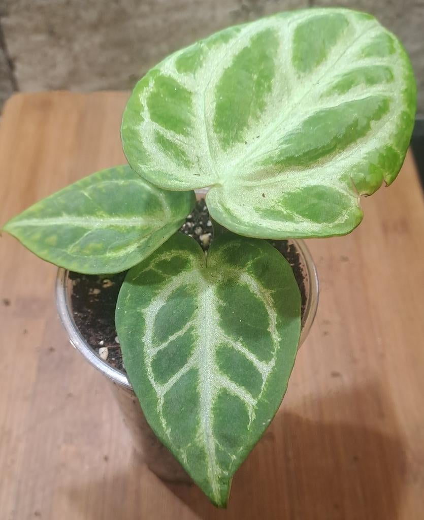 Anthurium Crystallinum Silver Blush, Ophalen of Verzenden, Halfschaduw, Minder dan 100 cm