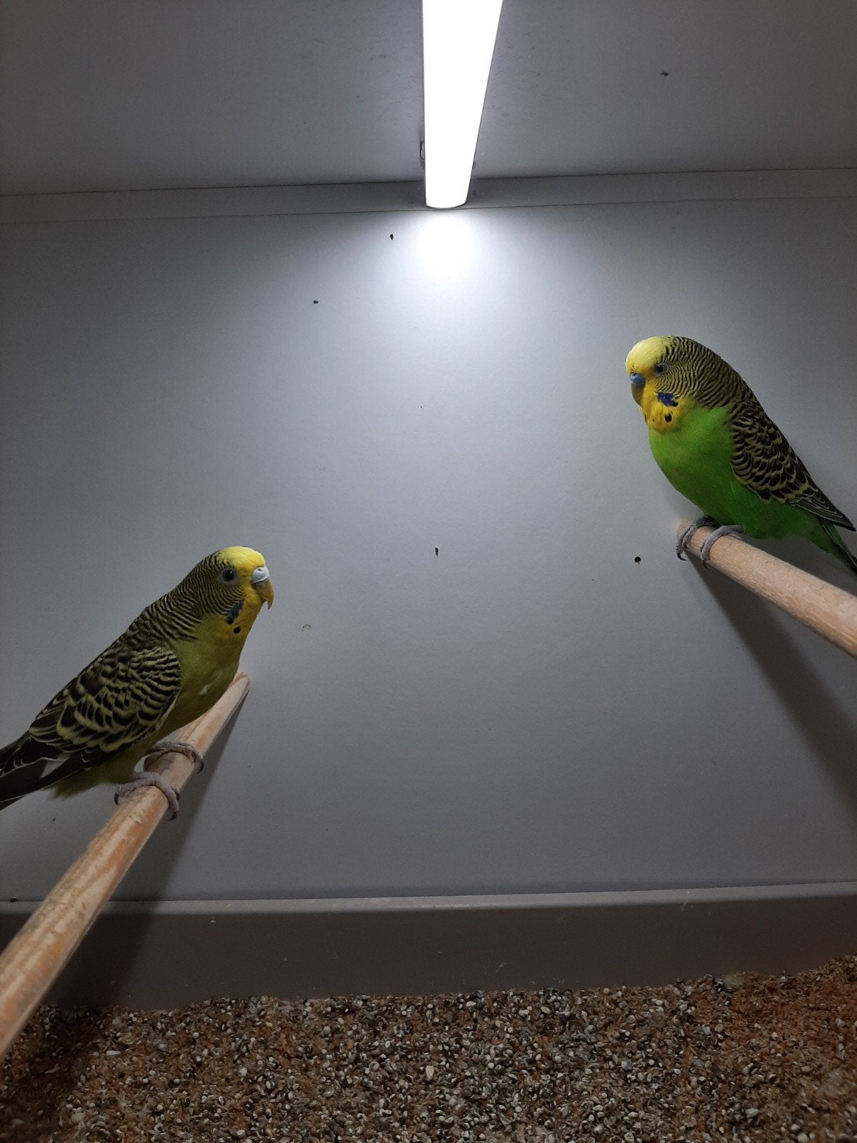 2 mooie broedrijpe koppels grasprakieten, Dieren en Toebehoren, Vogels | Parkieten en Papegaaien, Meerdere dieren, Parkiet, Geringd