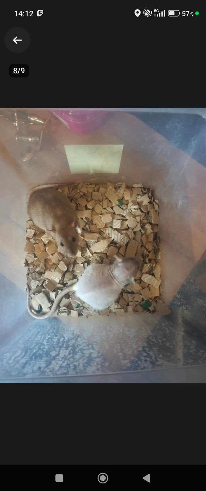 2 dames zoeken nog een huisje, Dieren en Toebehoren, Rat, Februari, Vrouwelijk, Tam