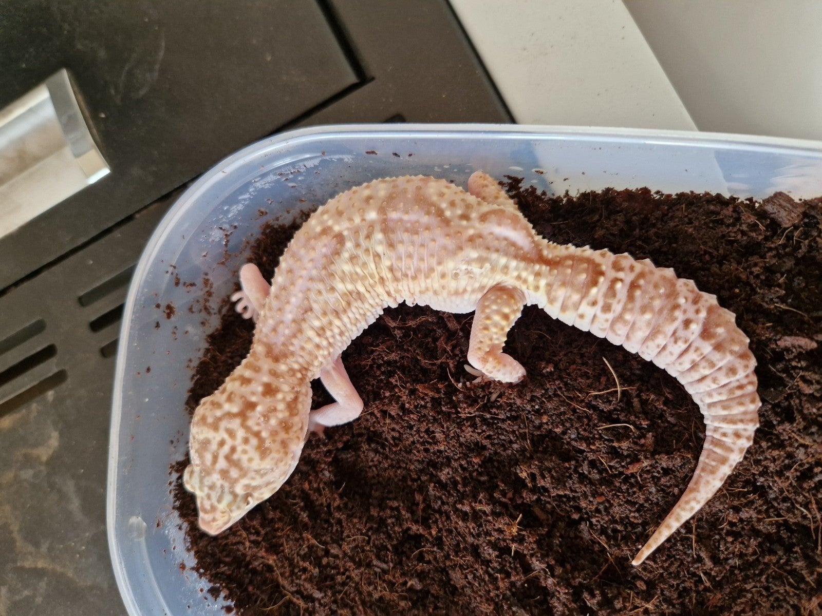 Eublepharis macularius mannen en vrouwen, Dieren en Toebehoren, Reptielen en Amfibieën, Amfibie, 0 tot 2 jaar