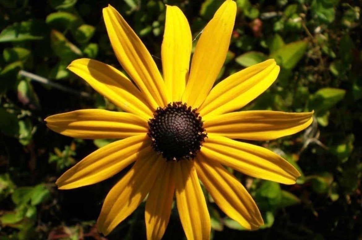 Gele Zonnehoed (Rudbeckia) - Bloeit volgende zomer, Tuin en Terras, Planten | Tuinplanten, Volle zon, Vaste plant, Zomer, Ophalen