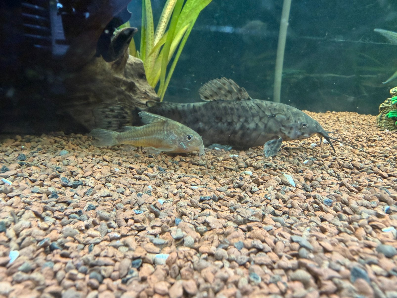 2x Hoplo meerval, Dieren en Toebehoren, Vissen | Aquariumvissen, Vis