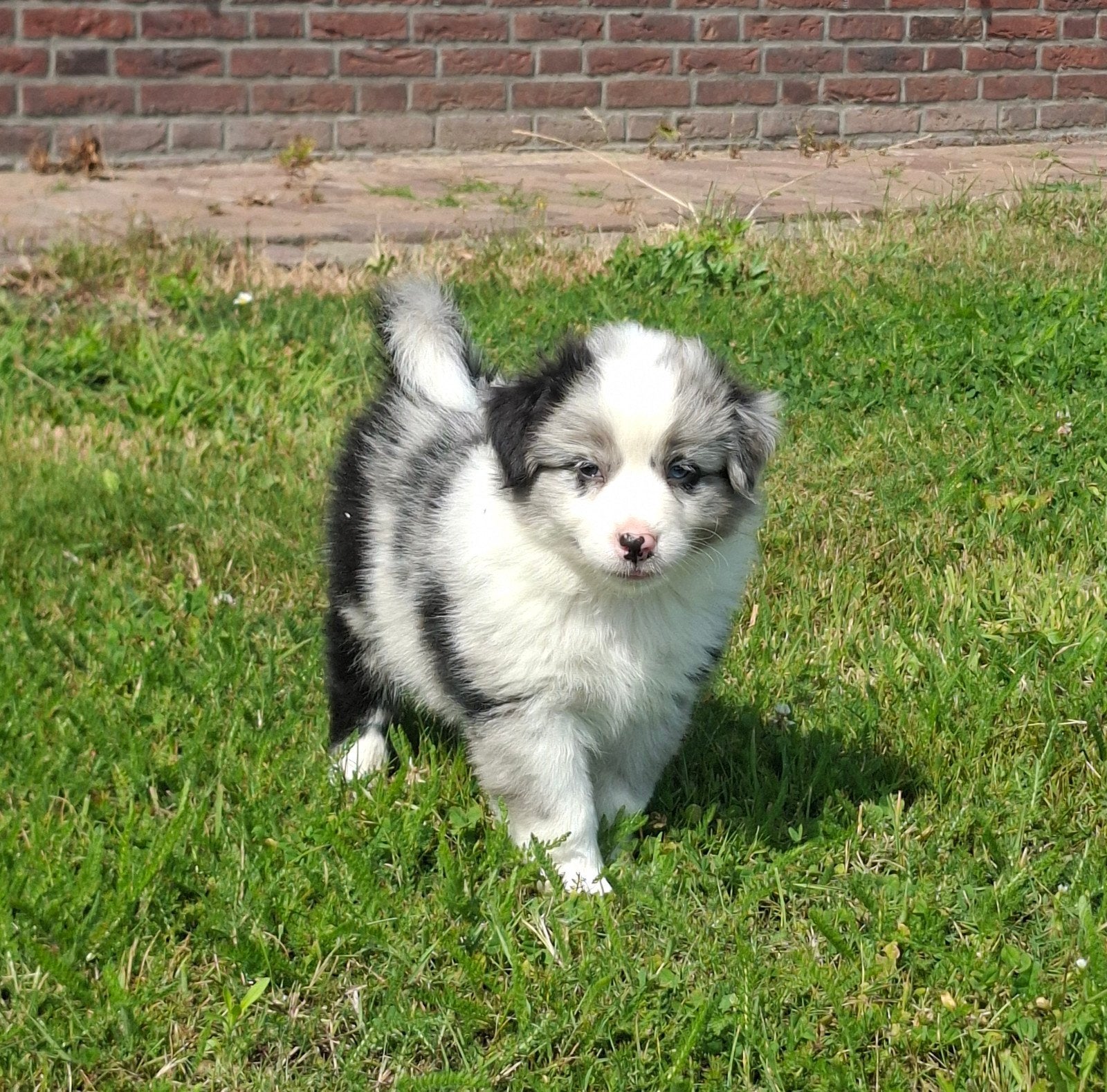 Mooie Shepherd puppy's, Overige rassen, 8 tot 15 weken, Meerdere, Meerdere dieren