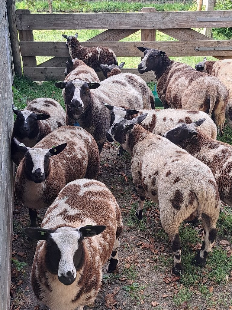 Bonte Schaap, Dieren en Toebehoren, Meerdere dieren, Schaap, 0 tot 2 jaar