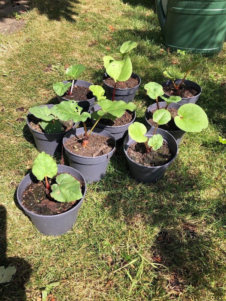 Rabarber plantjes, Tuin en Terras, Planten | Tuinplanten, Ophalen, Vaste plant, Groenteplanten, Volle zon