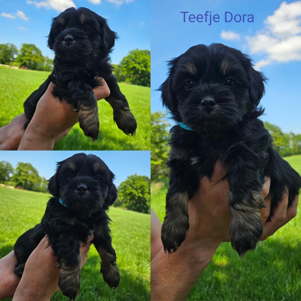 Shih Tzu Boomer x Lhasa Apso pup, Dieren en Toebehoren, 8 tot 15 weken, Meerdere, Meerdere dieren, Klein