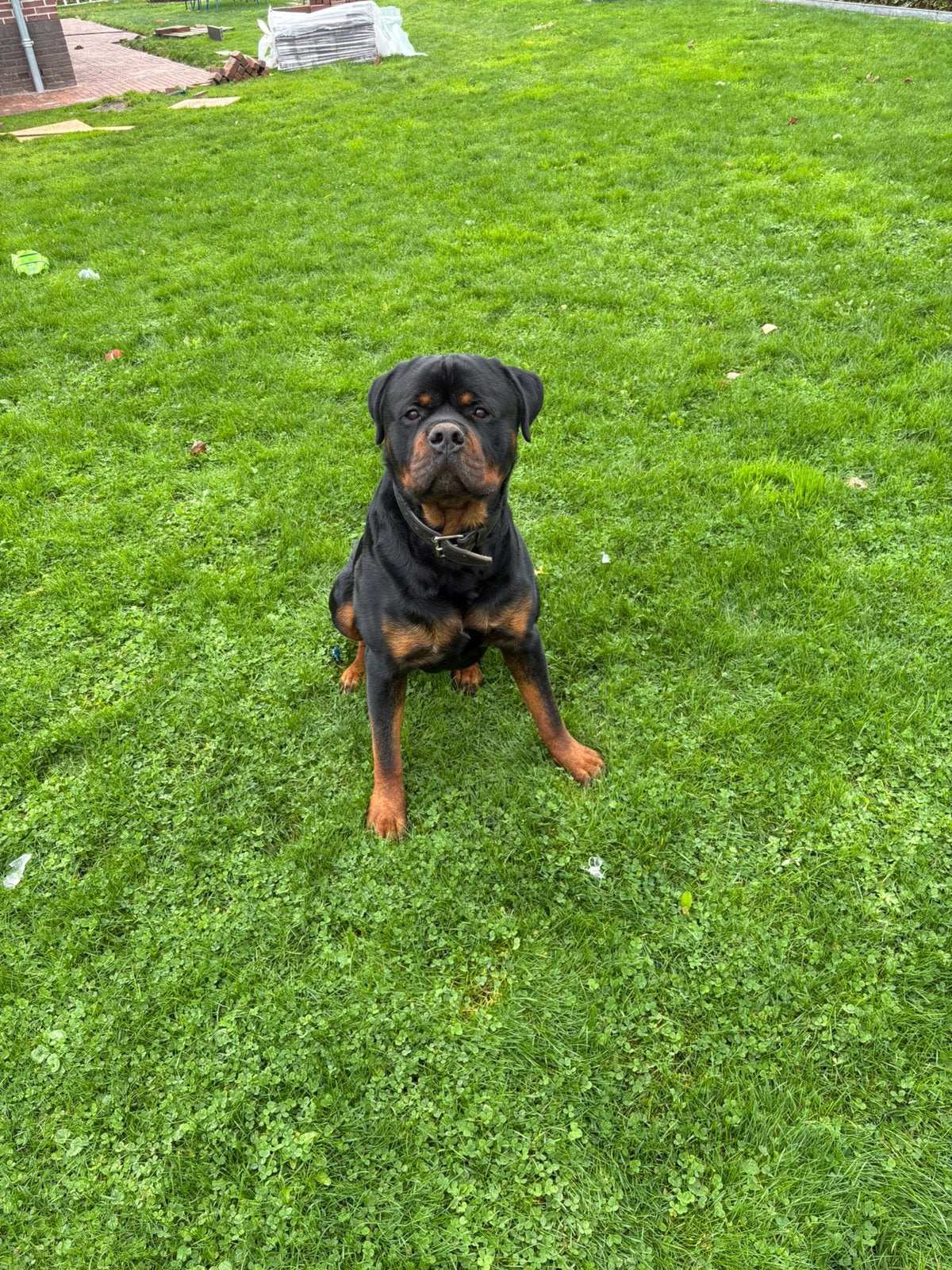 Ter dekking aan geboden rotweiler niet te koop, Reu, 1 tot 2 jaar, Eén hond, CDV (hondenziekte)