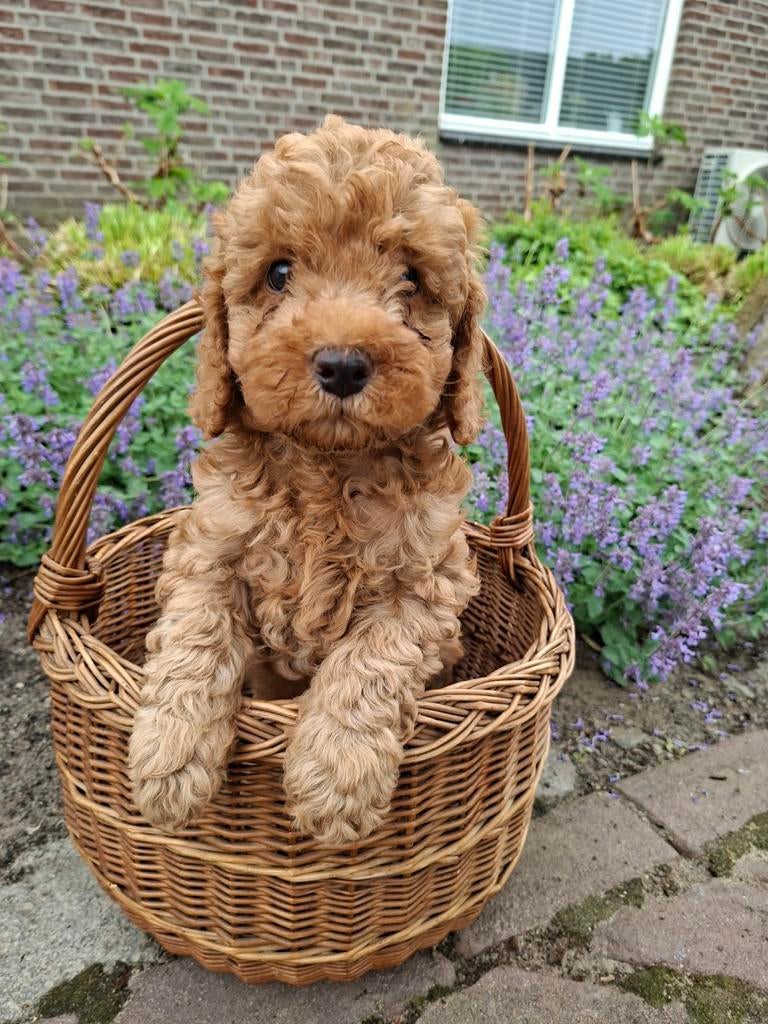 Australian labradoodle puppy's, Parvo, Overige rassen, 8 tot 15 weken, Meerdere