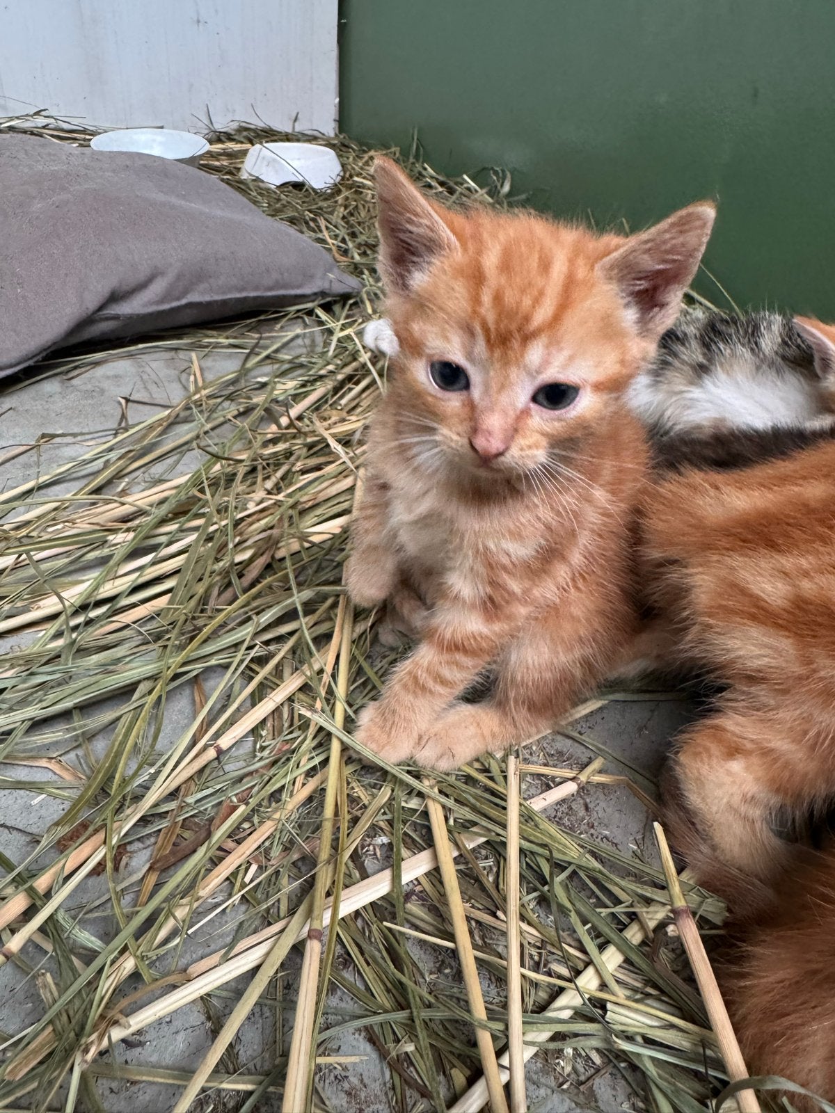 Kittens, Dieren en Toebehoren, Meerdere dieren