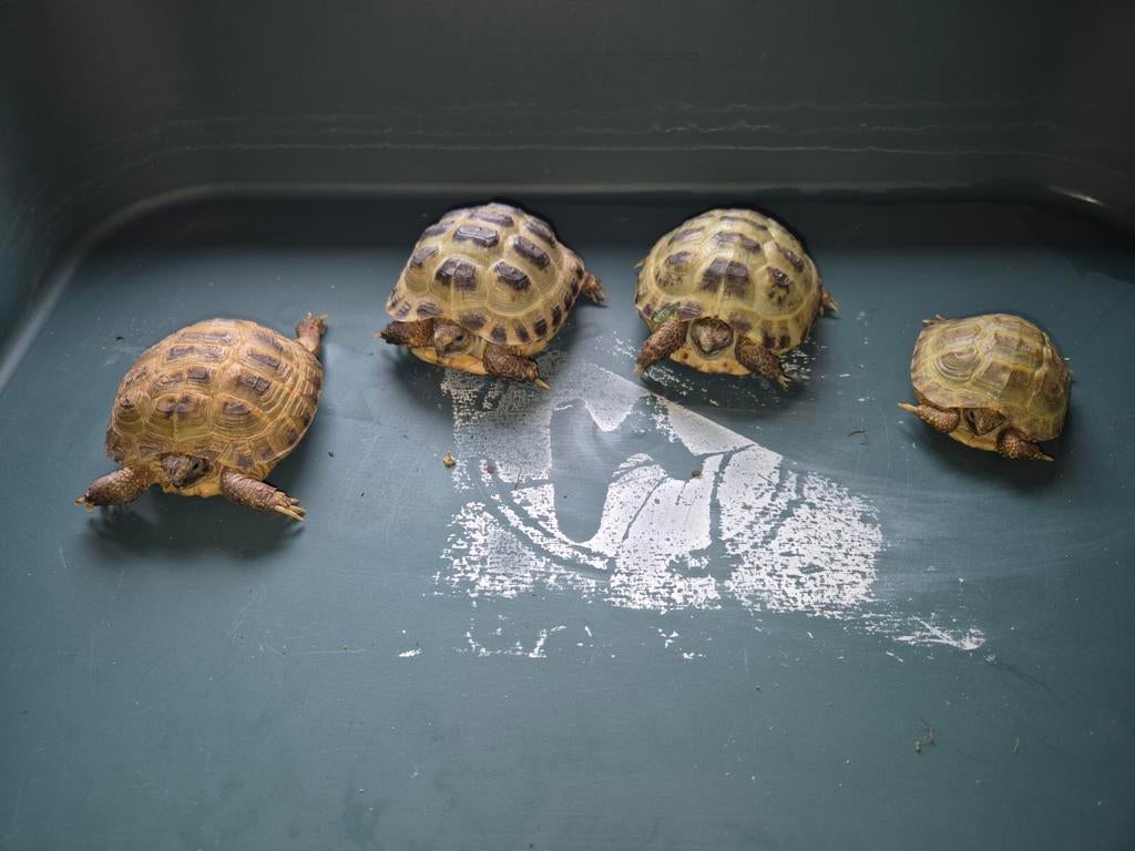 Testudo horsfildii  van maart 2025 Tortoise - unknown for sale from podarcis sicula