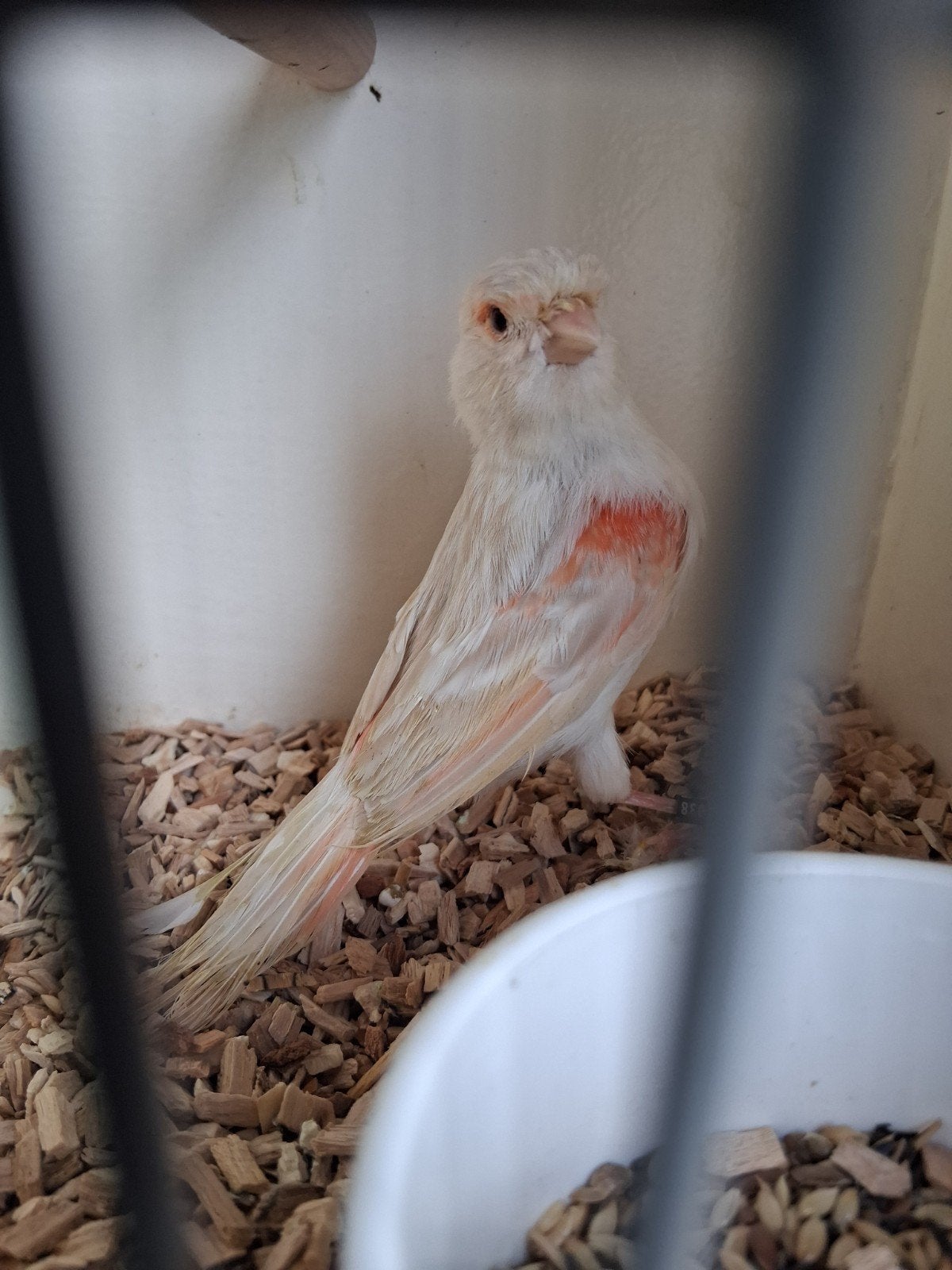 mooie isabel rood mozaiek kanarie pop, Dieren en Toebehoren, Vrouwelijk